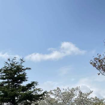 桜のある風景の画像 by emimi♡さん | お出かけ先とサクラと空と桜と癒しと感謝と桜のある風景とさくら 桜 サクラと素敵な色合いとありがとうと綺麗と桜サクラと素敵なバランスと綺麗な色♡とさくらと素敵と『2021桜』フォトコンテスト