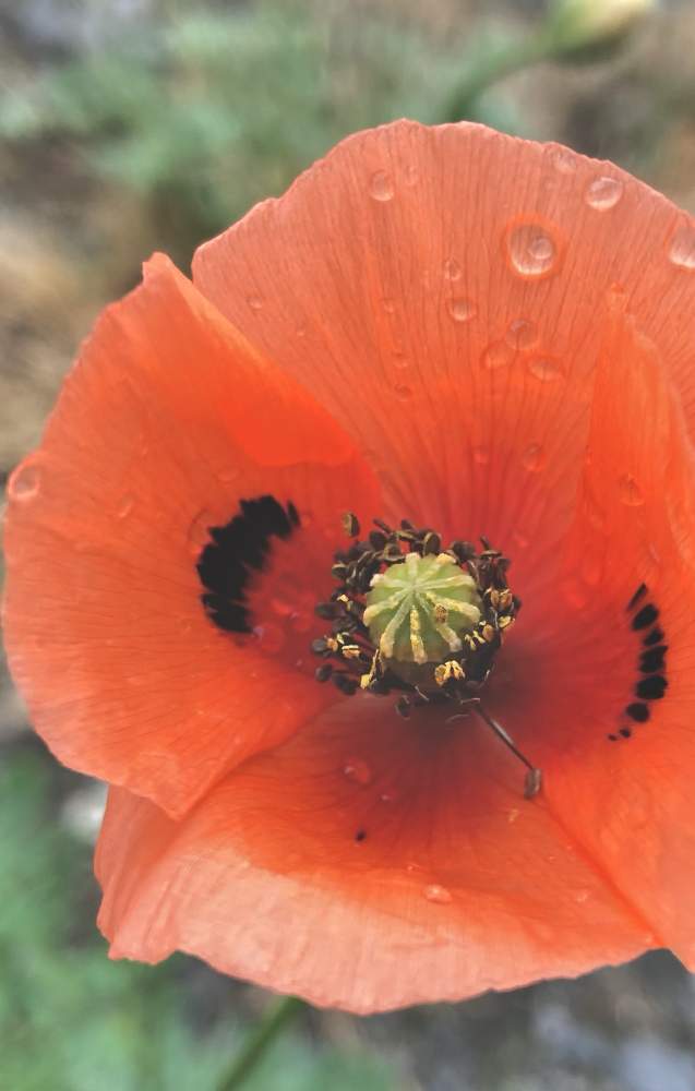 ナガミヒナゲシの投稿画像 By かぶとさん かわいい雑草と完全雨晒しと勝手に生えたと道端と地植えとオレンジ色の花 21月4月14日 Greensnap グリーンスナップ