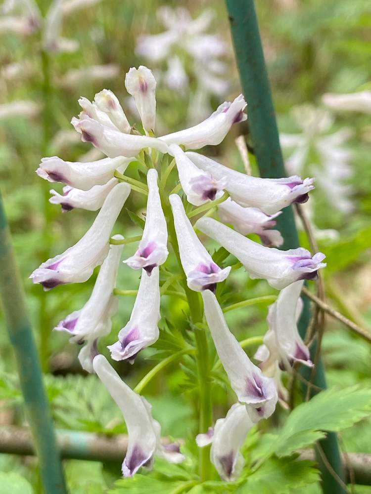 近くの里山を花散歩 Greensnap グリーンスナップ