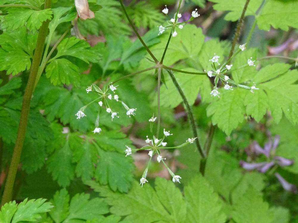 近くの里山を花散歩 Greensnap グリーンスナップ
