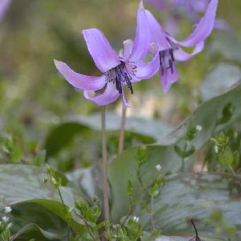カタクリ属の投稿画像一覧 Greensnap グリーンスナップ