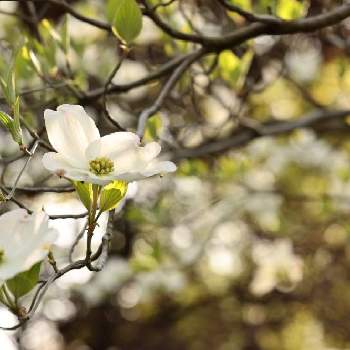 花水木 白の投稿画像一覧 Greensnap グリーンスナップ