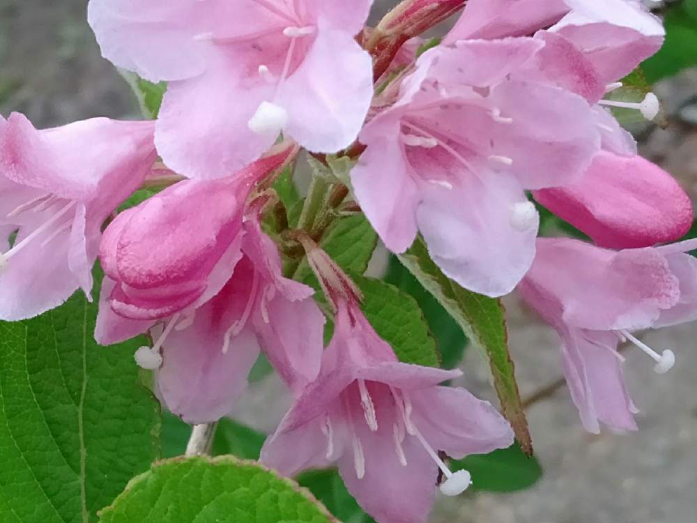 タニウツギの投稿画像 By Naさん タニウツギの花とタニウツギの花 21月4月14日 Greensnap グリーンスナップ Greensnap グリーンスナップ