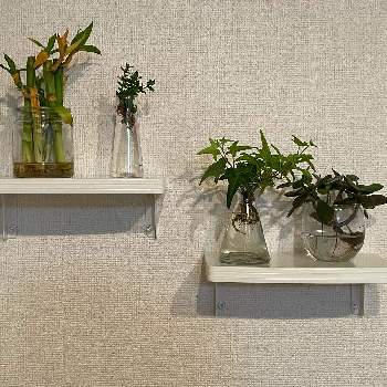 ミリオンバンブーの投稿画像一覧 Greensnap グリーンスナップ