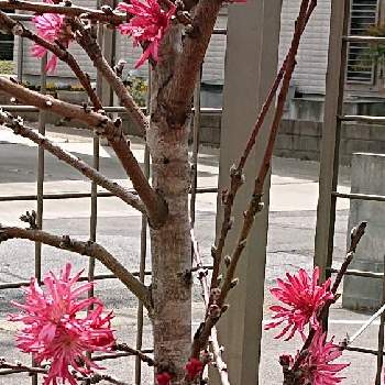 花桃の木の投稿画像一覧 Greensnap グリーンスナップ