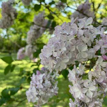 ムラサキハシドイの投稿画像一覧 Greensnap グリーンスナップ