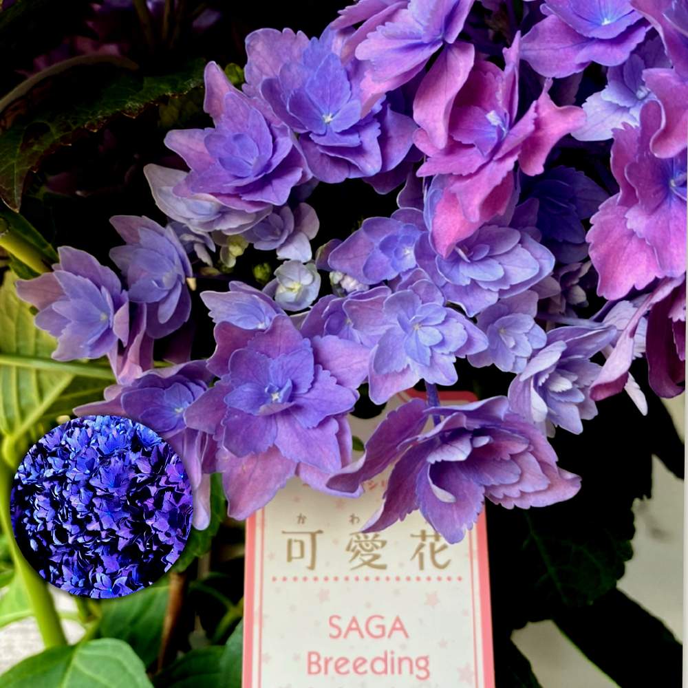 紫陽花 あじさい アジサイの投稿画像 By 楓さん 花y花シリーズ 可愛花となんだこりゃ とキラキラ と佐賀県あじさい研究会と花y花シリーズと紫陽花 友の会と癒し空間と自由人と可愛い と紫陽花大好きとアジサイ 紫陽花と花のある暮らしと花びらの魅力 と綺麗 と