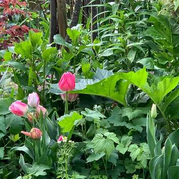 リビング前の画像 by 淳 こさん | 小さな庭とリビング前といつもありがとうございますとおだやかな１日になりますようにと緑な ながめといっしょに暮らすとやさしい色たちと柔らかなかたち