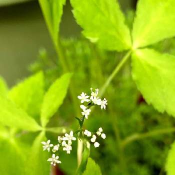 三つ葉の投稿画像一覧 Greensnap グリーンスナップ