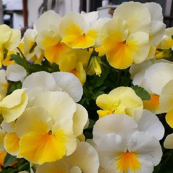 黄色と白の花の画像 by マルナムさん | エントランスと黄色と白の花と小花会とお花大好きと癒されますとミルクセーキと鉢植えと中輪パンジー