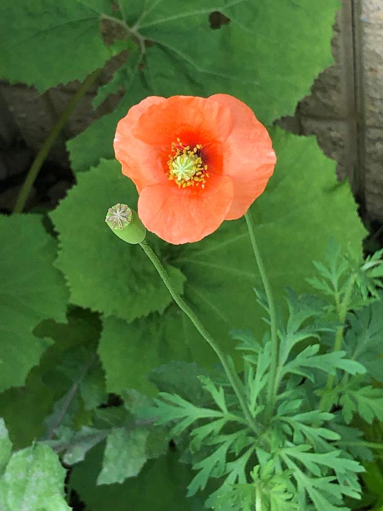 ナガミノヒナゲシの投稿画像 By ケントさん 散歩と道端とオレンジ色の花と散歩と道端とオレンジ色の花 21月4月 15日 Greensnap グリーンスナップ Greensnap グリーンスナップ