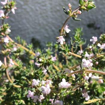 タイムの花の投稿画像一覧 Greensnap グリーンスナップ