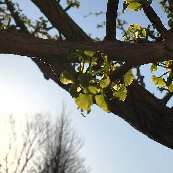 銀杏の木の投稿画像一覧 Greensnap グリーンスナップ