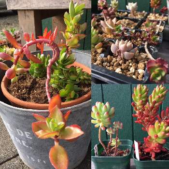 天狗の舞の投稿画像一覧 Greensnap グリーンスナップ