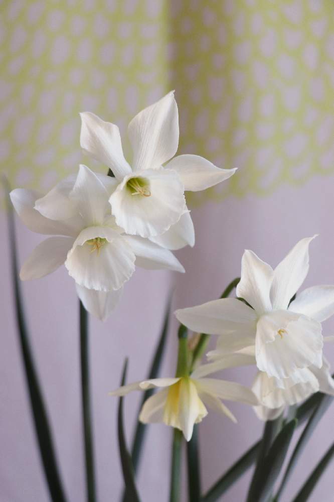 スイセン タリアの投稿画像 By すももさん スイセンと今日のお花 21月4月15日 Greensnap グリーンスナップ