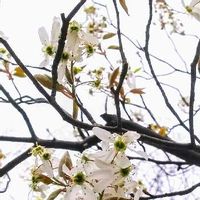 ジューンベリーの育て方 肥料や植え付けの時期 植え方は Greensnap グリーンスナップ