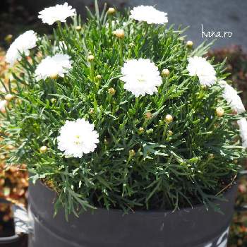 マーガレットモリンバ の投稿画像一覧 Greensnap グリーンスナップ