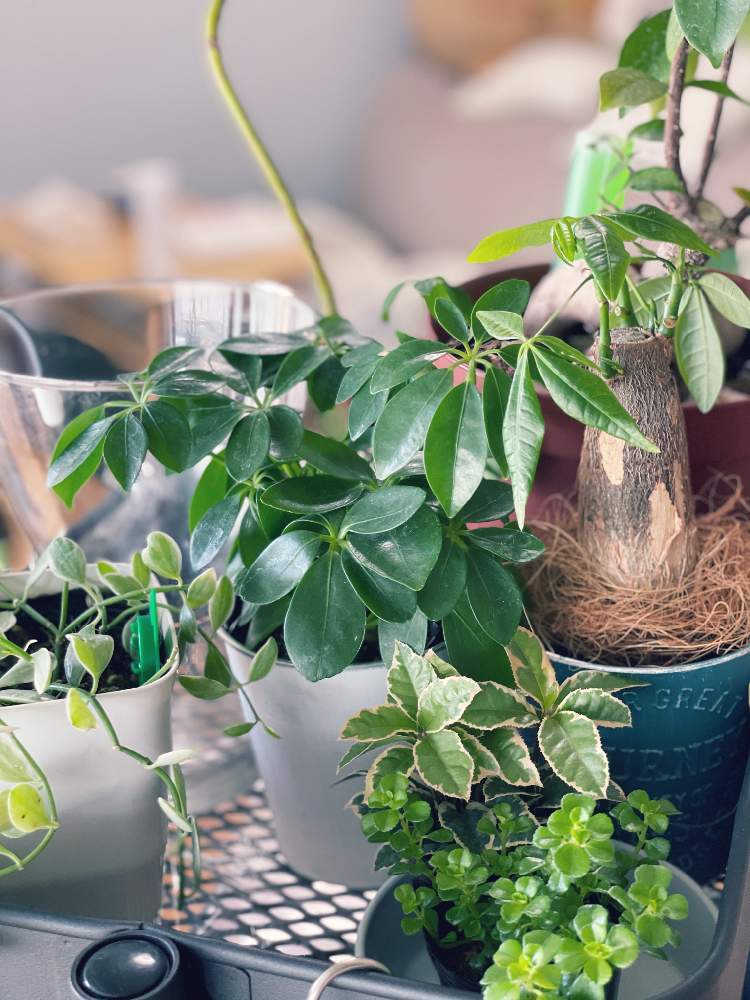 アボカドの投稿画像 By めぐさん パキラとガジュマルとカポックとディスキディアと名前分からないと名前分からないと観葉植物と100均観葉植物と観葉植物 を楽しむと小さな観葉植物 21月4月15日 Greensnap グリーンスナップ