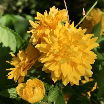 ヤエヤマブキ 八重山吹 の投稿画像一覧 Greensnap グリーンスナップ