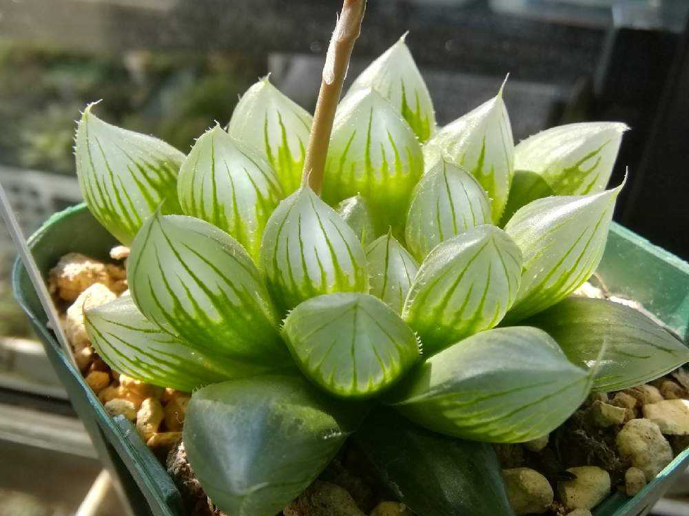 ハオルチア カキ仔の根出し｜🍀GreenSnap（グリーンスナップ）