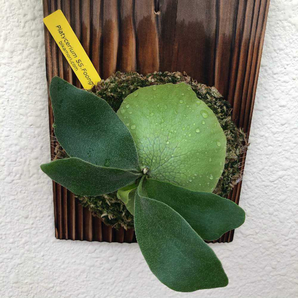 P. SS. Foong 成長記録｜🍀GreenSnap（グリーンスナップ）