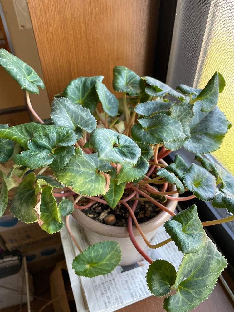 Robin 名前 ロビン 名前で呼ぶ Image4uzp5l