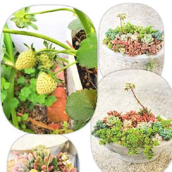 100均のカブトムシ用の朽ち木台を使って簡単多肉寄せの投稿画像一覧 Greensnap グリーンスナップ