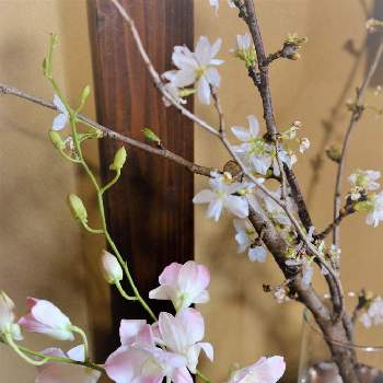 吉野 桜の画像 by hiLa-ya hilaryさん | 部屋と吉野 桜とデンファレ　シャロンと花器と枝ものと自分で仕入れとホルムガード フローラと花のある暮らしと切り花