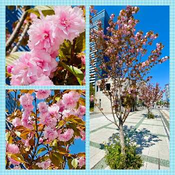 東京湾岸の画像 by スプーンおばさんさん | お出かけ先と八重桜と春爛漫と桜の仲間と可愛い花とコミュニティガーデンと東京湾岸と街路樹と可愛いと花のある暮らしと青い空とウォーキング途中にと鮮やかなピンクの花