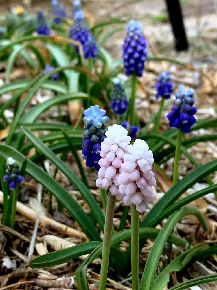 秋植え球根21 フォトコンテストの投稿画像 By どくぴんさん ムスカリと春が来たと間伐材と寒冷地とウッドチップ 21月4月15日 Greensnap グリーンスナップ