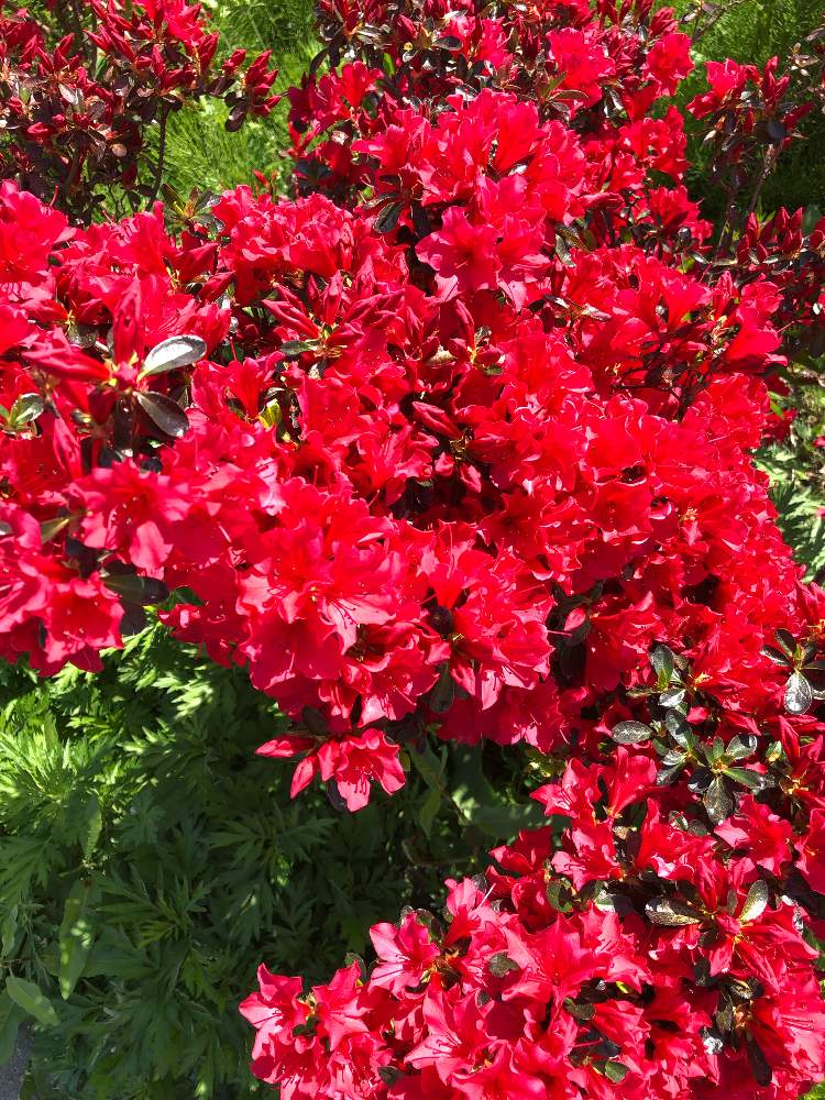 サツキorツツジ の投稿画像 By みなちゃんさん 赤い花とツツジの花とサツキの花とお出かけ先と赤い花とツツジの花とサツキの花 21月4月15日 Greensnap グリーンスナップ Greensnap グリーンスナップ