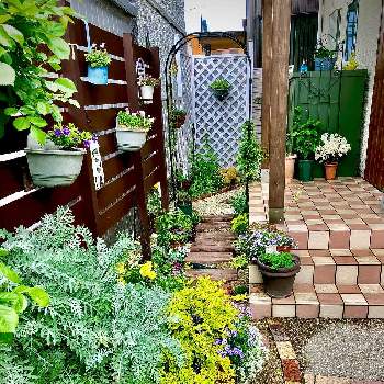 ラナンキュラスラックス♡ピュタロスの画像 by hinamama ♡さん | 小さな庭とアプローチから玄関まで楽しめるようにと寄せ植えと半日陰とお庭造りとシェードガーデンとリシマキアオーレア。と花壇と クレマチスと高低差をつけると玄関×ガーデニングと3年目の庭ともうすぐ四年目のお庭とアジサイ　紫陽花とアザレア♪とラナンキュラスラックス♡ピュタロスとアプローチ。とヒメウツギ♡とお庭を素敵にしたいと小道とレモンライムプリペット