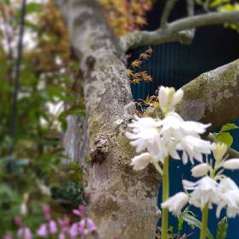 シラー 球根つりがね草 の投稿画像一覧 Greensnap グリーンスナップ シラー 球根つりがね草 の投稿画像一覧 Greensnap グリーンスナップ