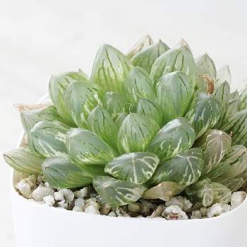 高級ハオルチアの投稿画像一覧 Greensnap グリーンスナップ