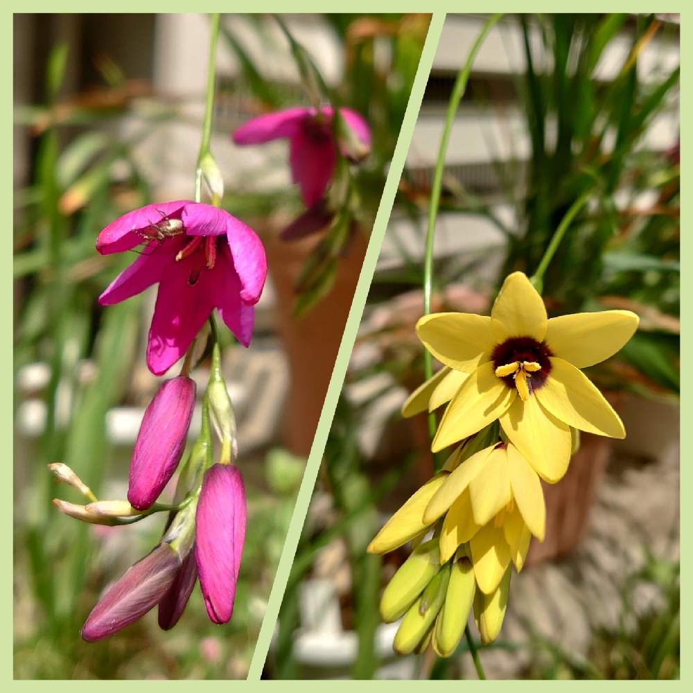 イキシアの投稿画像 By 迷子さん 21月4月15日 Greensnap グリーンスナップ