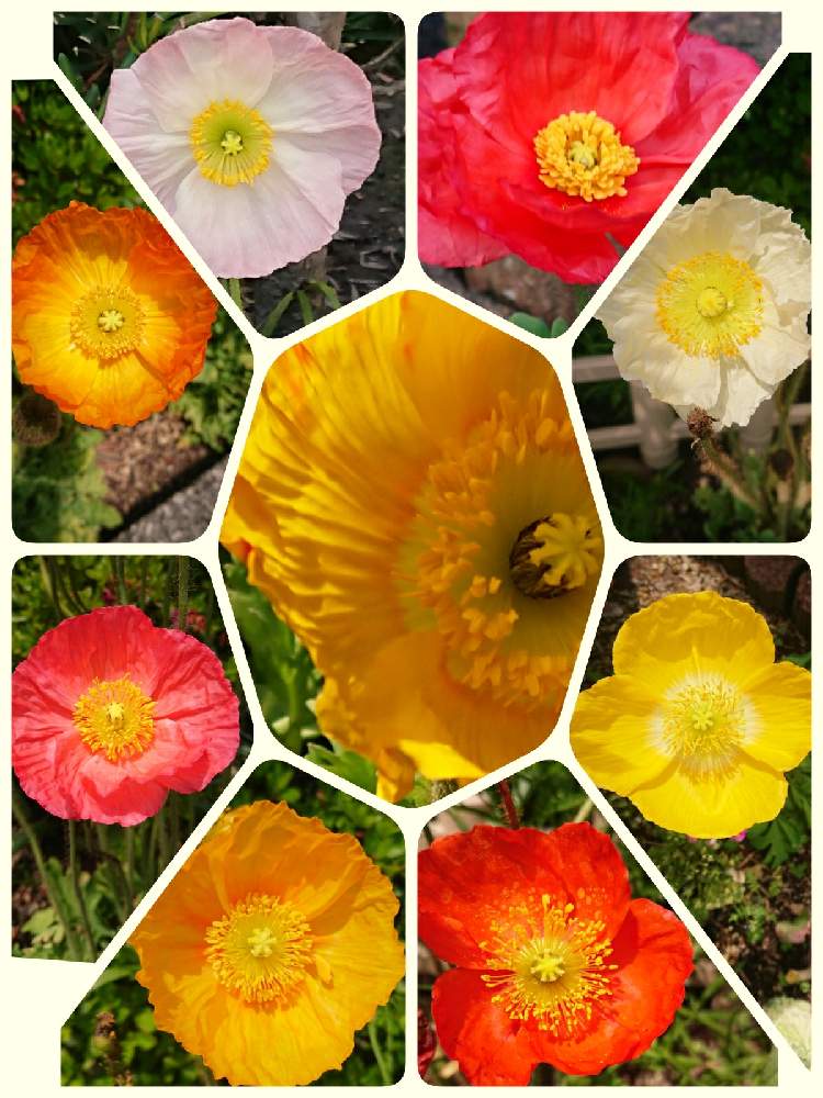 アイスランドポピーの投稿画像 By 鈴さん 春の花たちと橙色の花と黄色の花と赤い花と淡い優しい色と白い花 とピンクの花 21月4月15日 Greensnap グリーンスナップ