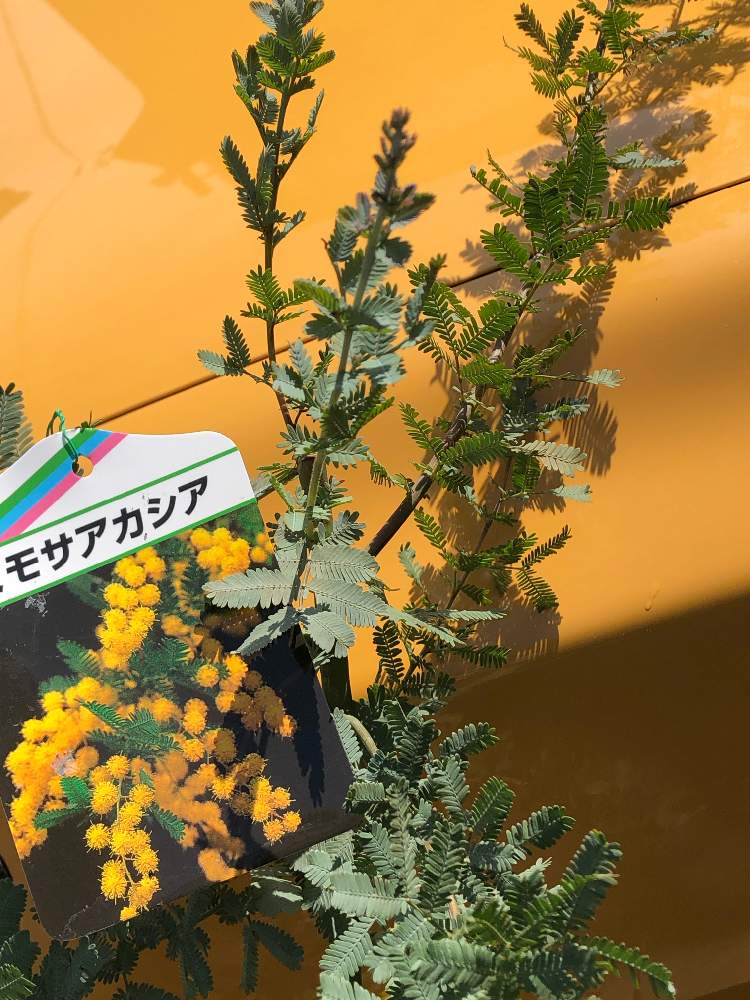 ミモザアカシアの投稿画像 By さくらさん 春の訪れとお買い上げとおうち園芸 21月4月15日 Greensnap グリーンスナップ