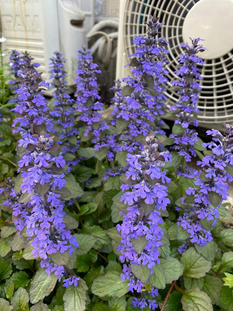 アジュガの投稿画像 By みゃんみゃんさん 21月4月15日 Greensnap グリーンスナップ