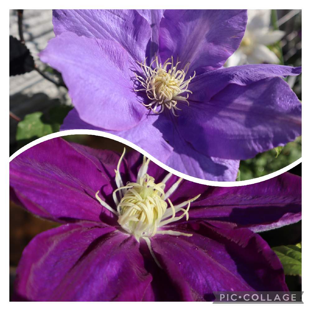 クレマチスの投稿画像 By たちやさん クレマチス H F ヤングとクレマチス 紫泉 21月4月15日 Greensnap グリーンスナップ