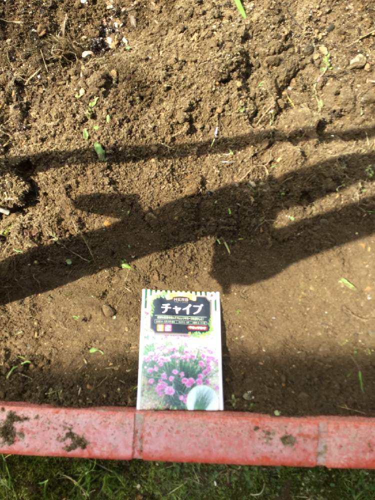 チャイブの投稿画像 By Seiko Garden2さん コンパニオンプランツとタネから育てた とタキイ種苗とたねからの幸せ 21月4月15日 Greensnap グリーンスナップ