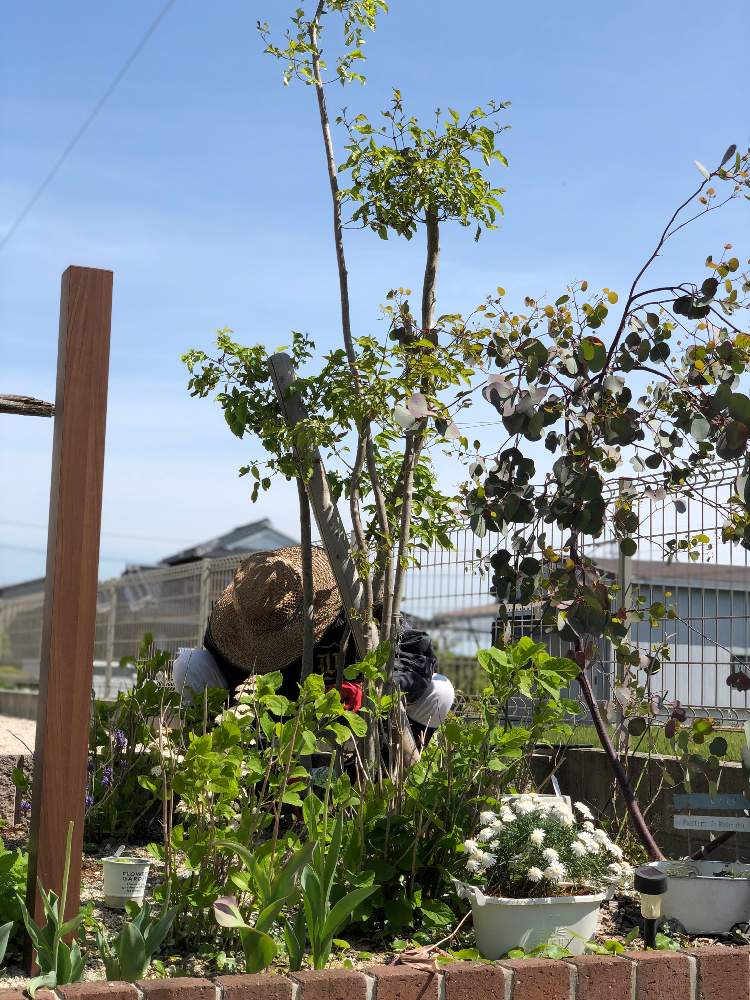 チューリップの投稿画像 By なーさん アナベルと アオダモと ポポラス 21月4月15日 Greensnap グリーンスナップ