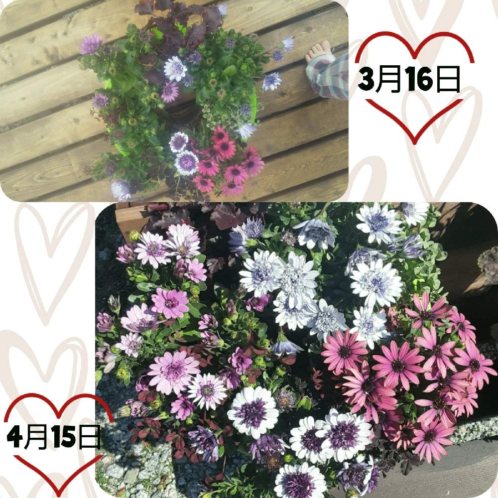 リース型の投稿画像 By 悪ノ双子さん リースとカラーリーフと手作りリースとpwと花が咲く笑顔咲く Pwフォトコン21 キュン した瞬間部門 21月4月15日 Greensnap グリーンスナップ