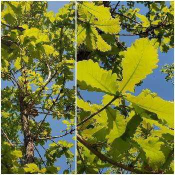 かしわの投稿画像一覧 Greensnap グリーンスナップ