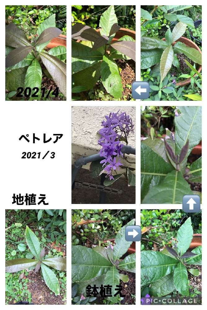 ペトレア ウォルビリスの投稿画像 By Yuyu2さん 小さな庭 21月4月15日 Greensnap グリーンスナップ Greensnap グリーンスナップ