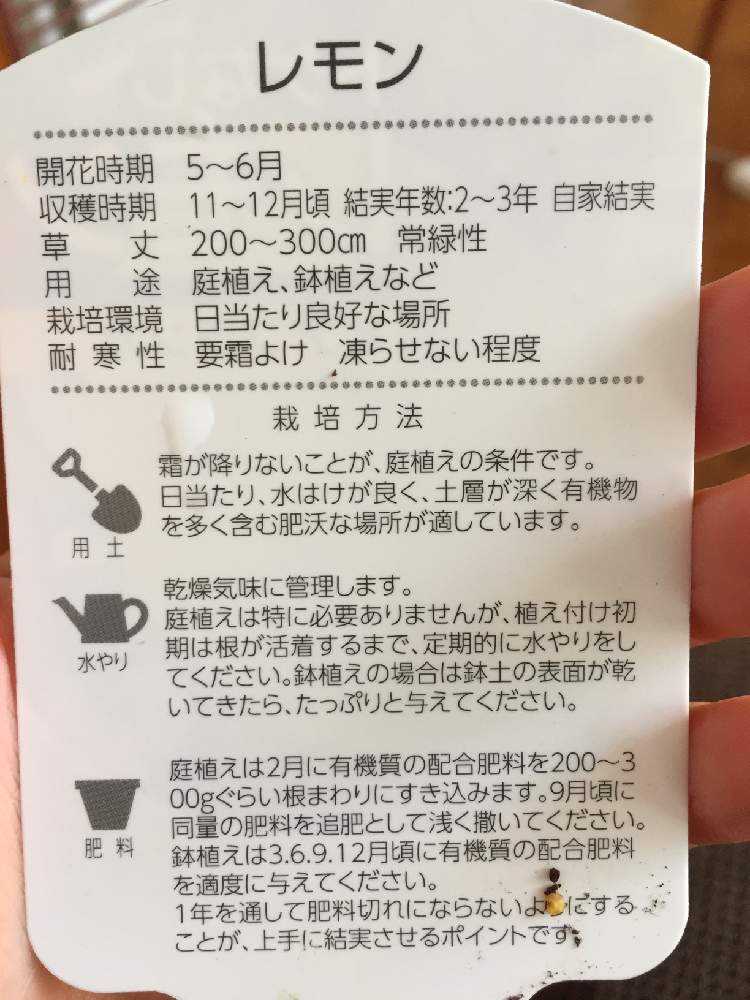 レモンの木 Greensnap グリーンスナップ レモンの木 Greensnap グリーンスナップ