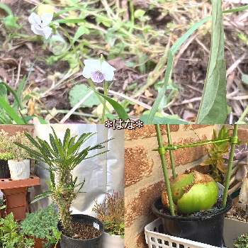 ソウカクデンの投稿画像一覧 Greensnap グリーンスナップ