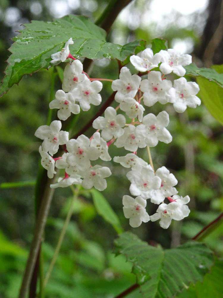 近くの里山を花散歩 Greensnap グリーンスナップ