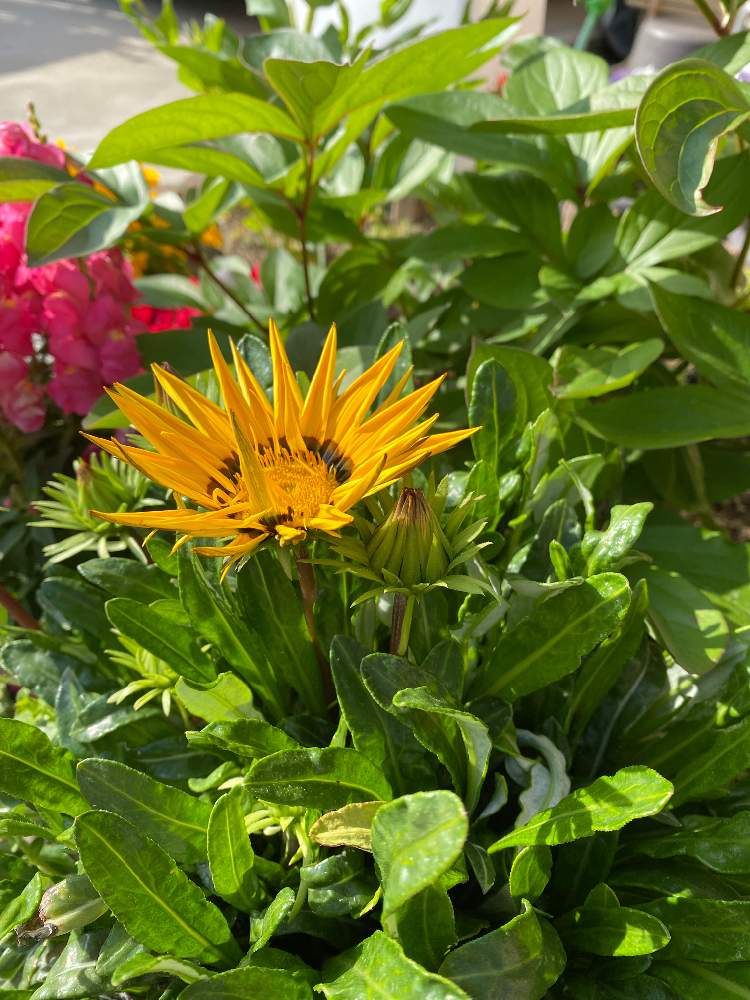 ガザニアの投稿画像 By Yuktyさん 21月4月15日 Greensnap グリーンスナップ