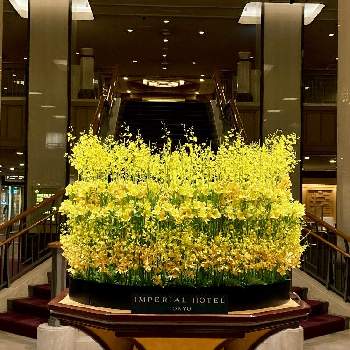 ホテルの花の画像 by みなさん | お出かけ先と黄色い花と花のある暮らしとホテルの花と帝国ホテル