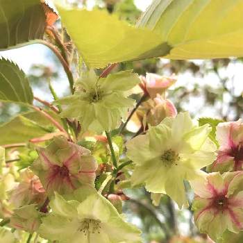 グリーンの花の投稿画像一覧 Greensnap グリーンスナップ